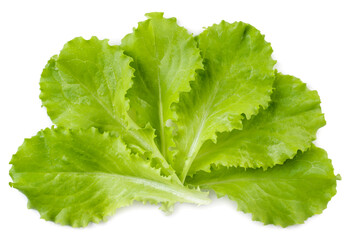 Wall Mural - Lettuce leaves close-up on a white background. Top view.