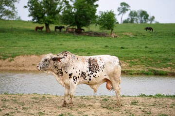 Cow  at a farm water hole.