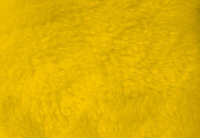 Yellow Fur Background Close Up View.