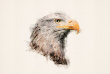 Portrait Of An Eagle. White-tailed Eagle, Sea Eagle. Bird Of Prey, Isolated. Aquarelle, Watercolor Illustration.  