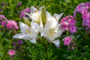 Wall Mural - white lily flowers in garden