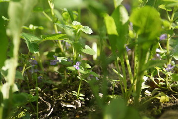 Naklejka na meble plant