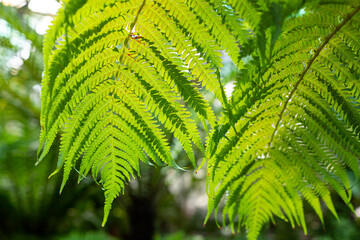 Wall Mural - variety of green ferns.fern in tropical forest .natural green tropical texture of diffrent bright gr
