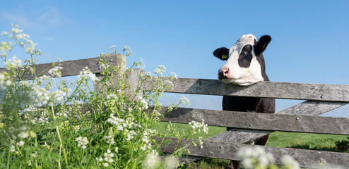 Wall Mural - young black cow in meadow behind wooden gate and spring flowers