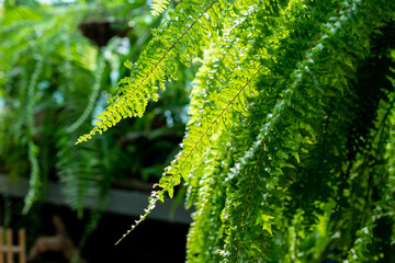 Wall Mural - variety of green ferns.fern in tropical forest .natural green tropical texture of diffrent bright gr