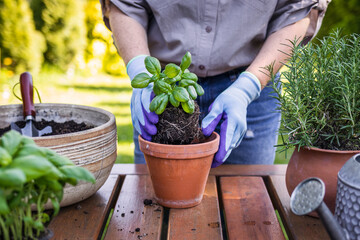 Wall Mural - Woman planting basil herb into flower pot on table in garden. Gardening in spring