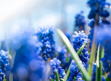 Close Up Blue Muscari Flowers In Green Grass. Summer Background. Copy Space
