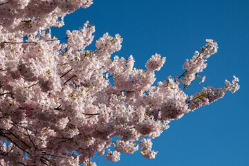 Wall Mural - beautiful and dense pink cherry flowers blooming on the branches under the clear blue sky in the park