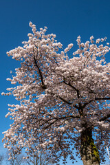 Wall Mural - beautiful and dense pink cherry flowers blooming on the branches under the clear blue sky in the park