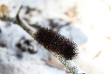 Selective Focus On The Head Of Giant Leopard Moth Caterpillar Climbing On A Stick. Black Fuzzy Caterpillar With Spikes And Red Bands. Hypercompe Scribonia