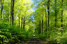 Waldweg Zum Horizont Mit Grünen Laubbäumen Im Frühling Bei Sonnenschein - Stockfoto