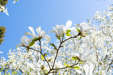 Wall Mural - White magnolia flowers in spring on a background of blue sky