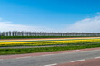 Rural road with colored asphalt and road markings for the bike route on background of the rural landscape. Flower fields with colorful rows of tulips along the roads in the Netherlands.