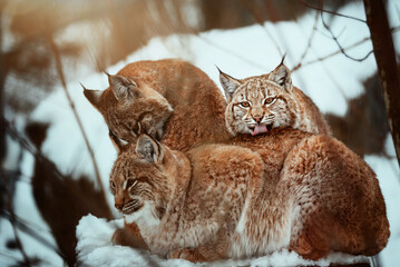 lynx in snow