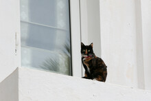 トルコ ボドルムの窓枠に座る猫」