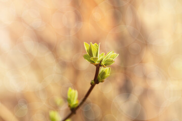  Lilac buds on a branch in early spring with sun exposure horizontal format