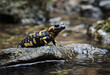 Closeup shot of a fire salamander on a rock in a river