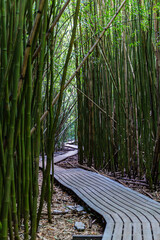 Bamboo forest, Hana, Maui, Hawaii