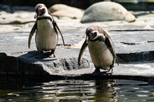 The Humboldt Penguin (Spheniscus Humboldti) Is A South American Penguin Living Mainly In The Pingüino De Humboldt National Reserve In The North Of Chile. Jump To The Water.