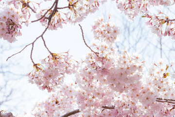  桜の花