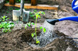 Gardening, Farming and agriculture concept. Watering seedling tomato plant in greenhouse garden.
