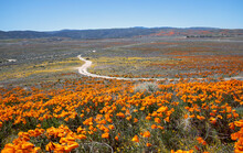 Curving Desert Dirt Road Through Field Of California Golden Poppies In The High Desert Of Southern California USA