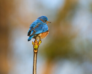 Wall Mural - Early morning light on a Eastern Bluebird