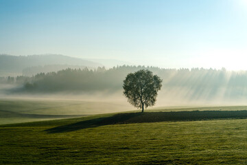 Wall Mural - A lone tree in the middle of a meadow in a European countryside morning, the background is pine trees, fog and rays of sunlight, serve as a strong conceptual image.