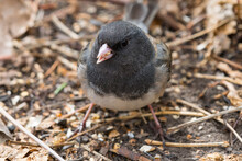 Dark-eyed Junco (Junco Hyemalis) Bird Landed On The Ground And Eating Seeds Close Up Wildlife Background