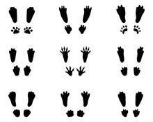 Black Silhouettes Of Traces Of Rabbits On A White Background