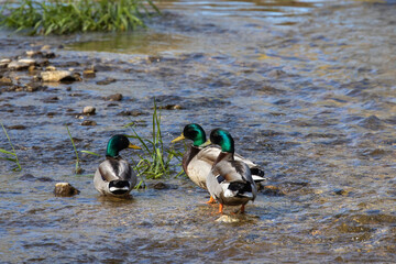 Sticker - The mallards (Anas platyrhynchos). Drake in the river.