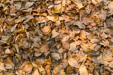 Top View Of Dry Leaves Fall Off. Ideal For Backgrounds And Textures.
