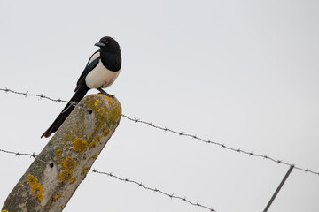 Canvas Print - magpie 