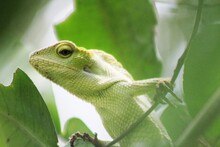 A Chameleon Resting On Branch