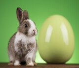 Fototapeta Zwierzęta - Easter animal, Baby bunny