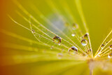 Fototapeta Dmuchawce - Abstract dandelion flower background. Seed macro closeup. Soft focus