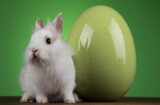 Fototapeta Zwierzęta - Rabbit, Bunny and easter egg