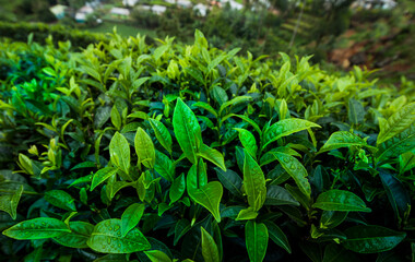 Naklejka na meble Fresh green tea plantation at Sri lanka