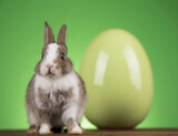 Fototapeta Zwierzęta - Bunny, rabbit and easter egg
