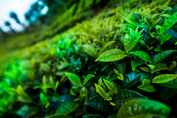 Fresh green tea plantation at Sri lanka