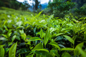 Fresh green tea plantation at Sri lanka