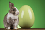 Fototapeta Zwierzęta - Easter animal, Baby bunny