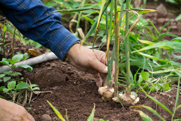 Ginger roots or Zingiber Officinale Rizoma harvested from organic field