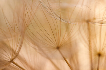 Wall Mural - Abstract dandelion flower background. Seed macro closeup. Soft focus