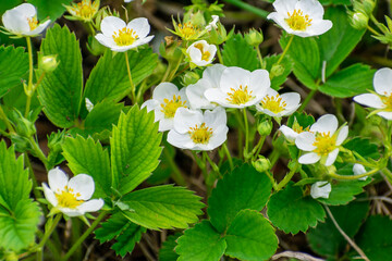 Blooming strawberries in the garden in summer