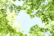 © makoto photo - Fresh green maple leaves