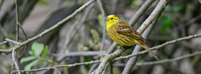 Canvas Print - Goldammer // Yellowhammer (Emberiza citrinella)