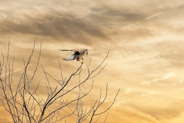 a kestrel bird of prey land with wings spread in the top of a tree. against a dramatically colored s