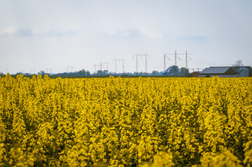 Wall Mural - Yellow rapeseed canola field in Skåne Sweden during spring
