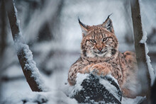 European Lynx In Winter